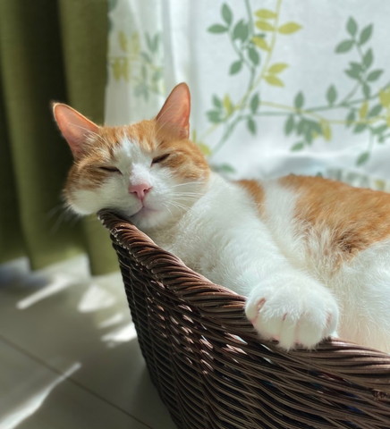 カゴで寝てる猫
