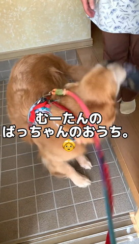 むーたんのばっちゃんのおうちテロップ