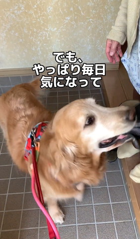 でもやっぱり毎日気になってテロップ