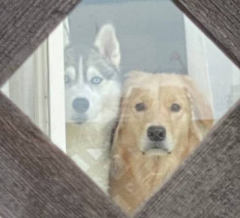 犬たちの表情アップ