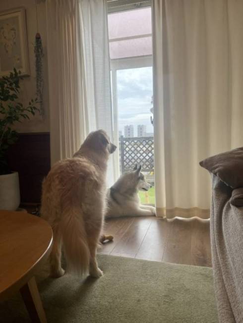 パパを待っていた犬たち