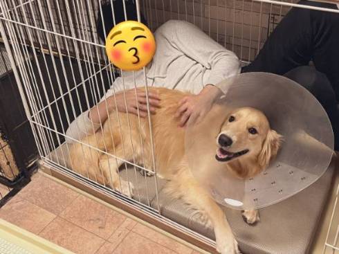 犬を抱っこするパパ