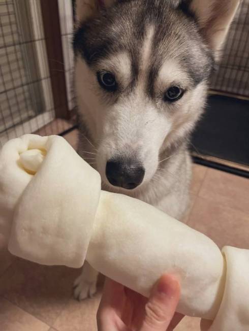 おもちゃをもらう犬