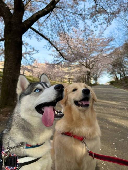 桜の下にいる犬