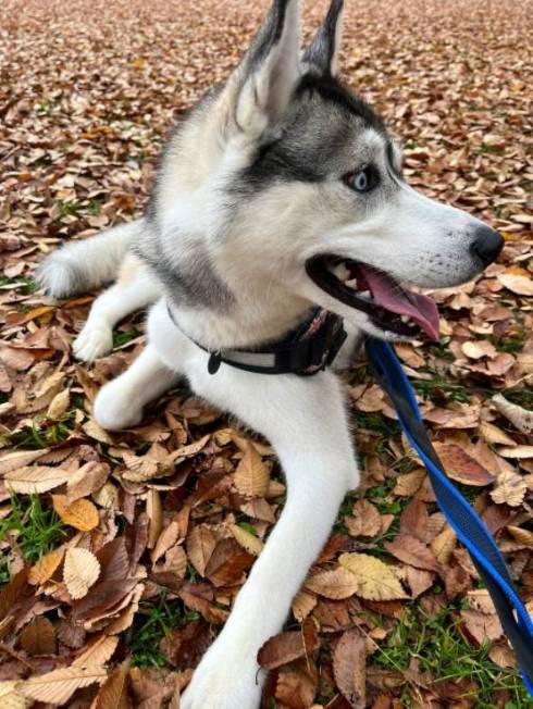 落ち葉とシベリアンハスキー