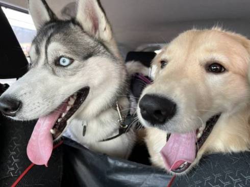 ドッグランに向かう犬たち