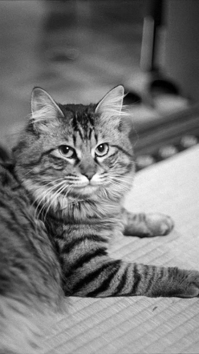 カメラを見る猫