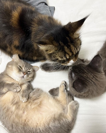 仲良しな猫たち