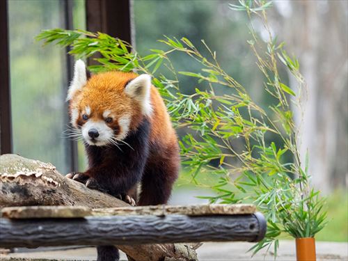 レッサーパンダの風太くんのクラウドファンディング