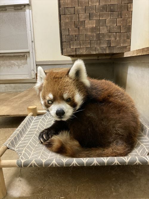 レッサーパンダの風太くんのクラウドファンディング