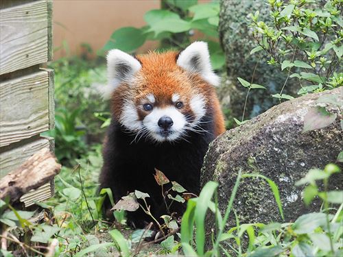 レッサーパンダの風太くんのクラウドファンディング