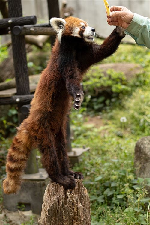 レッサーパンダの風太くんのクラウドファンディング