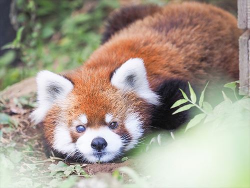 レッサーパンダの風太くんのクラウドファンディング