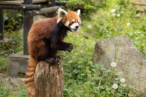 レッサーパンダの風太くんのクラウドファンディング