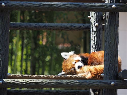 レッサーパンダの風太くんのクラウドファンディング