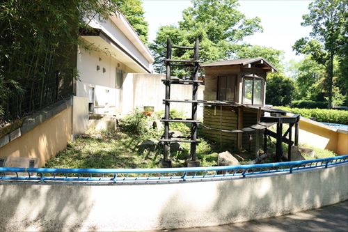 レッサーパンダの風太くんのクラウドファンディング