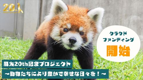 レッサーパンダの風太くんのクラウドファンディング