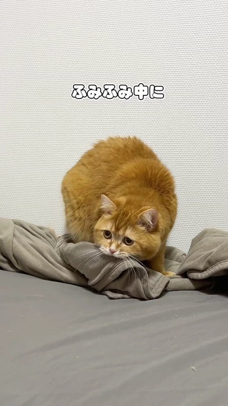 猫と赤ちゃん