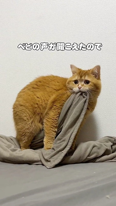 ハッとする猫