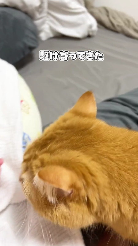 心配そうな猫