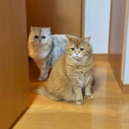 猫2匹こっち見てる