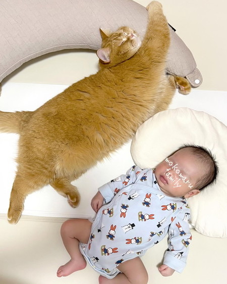 赤ちゃんと猫寝てる姿
