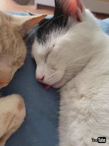 「Poking a Sleeping Kitty's Little Tongue || ViralHog」