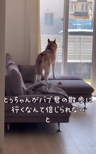 ヤキモチが止まらないワンコ