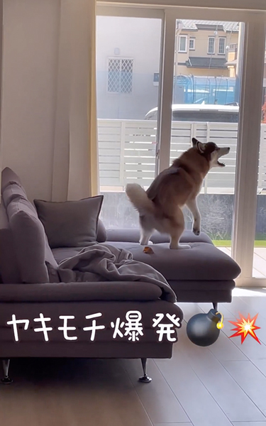 ヤキモチが止まらないワンコ