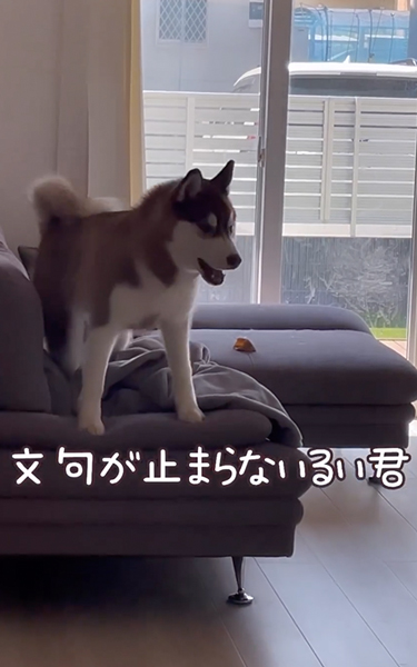 ヤキモチワンコ