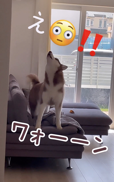 お父さんを呼ぶワンコ