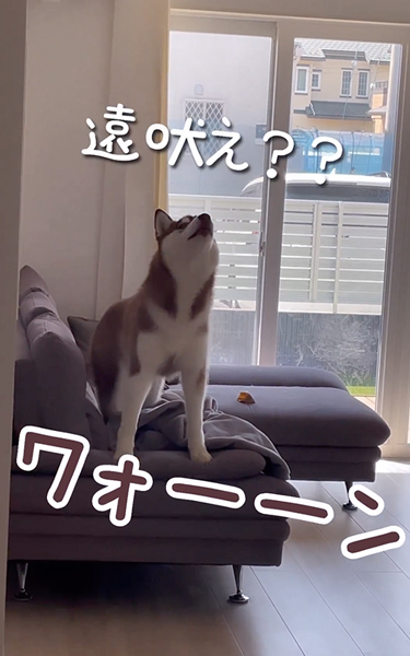 ヤキモチが止まらないワンコ