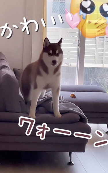 ヤキモチが止まらないワンコ