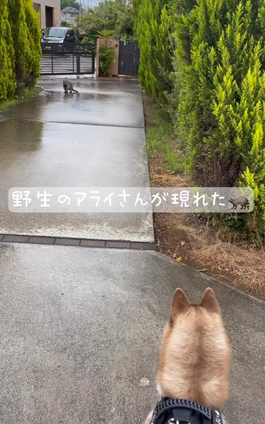 アライグマに遭遇した犬