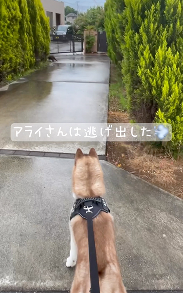 アライグマとハスキー