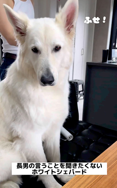 長男の言うことを聞きたくないワンコ