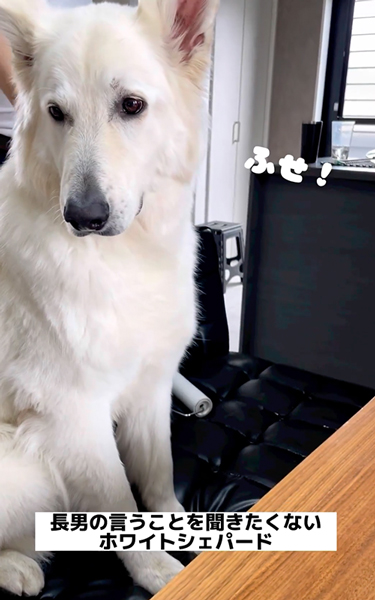 長男の言うことを聞きたくないワンコ