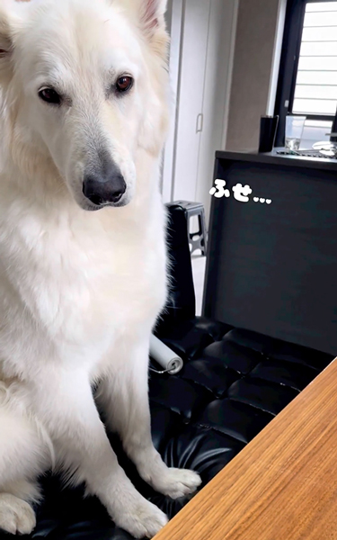 長男の言うことを聞きたくないワンコ