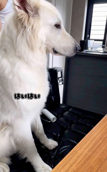 長男の言うことを聞きたくないワンコ