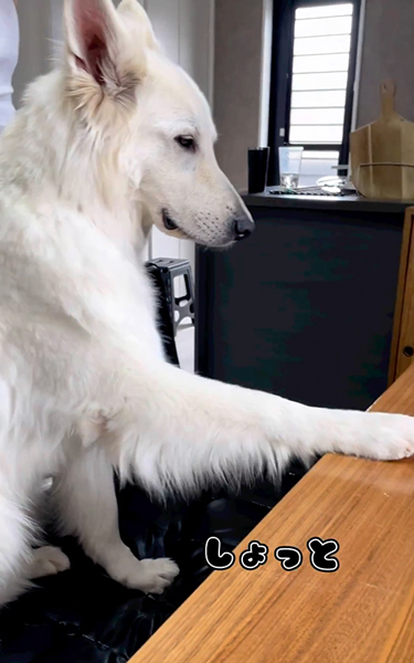 長男の言うことを聞きたくないワンコ