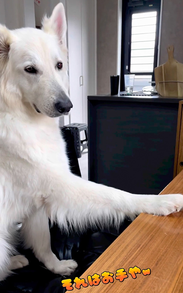 長男の言うことを聞きたくないワンコ