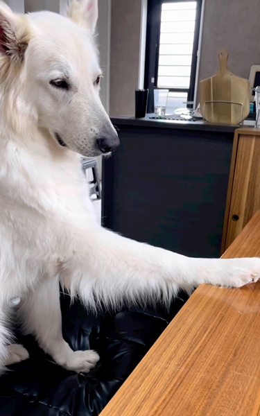 長男の言うことを聞きたくないワンコ