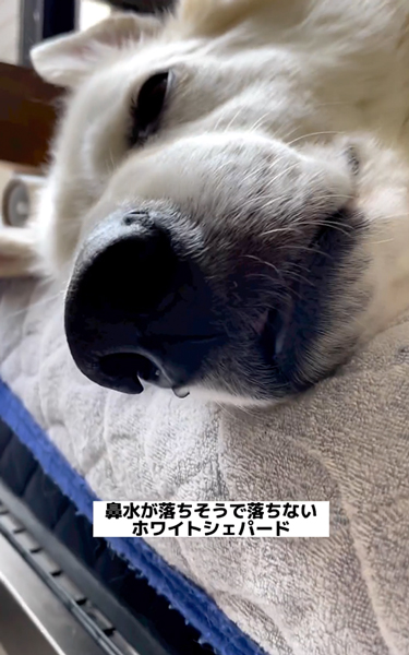 鼻水を垂らしながら寝る犬