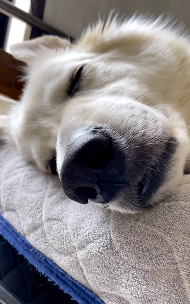 鼻水を垂らしながら寝る犬