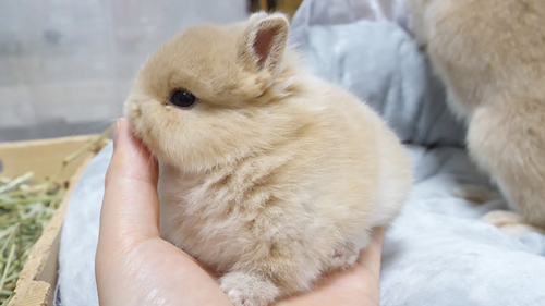 毛づくろいをしてくれる子うさぎ