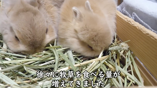 毛づくろいをしてくれる子うさぎ