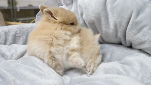 毛づくろいをしてくれる子うさぎ