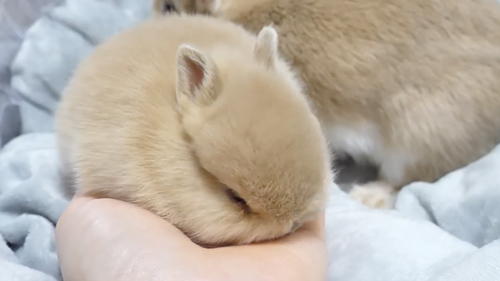 毛づくろいをしてくれる子うさぎ
