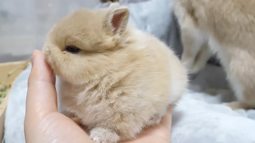 毛づくろいをしてくれる子うさぎ