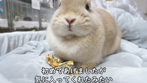 毛づくろいをしてくれる子うさぎ